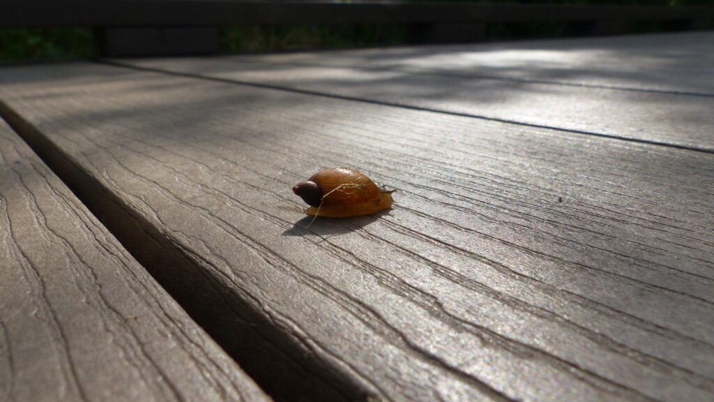 A small snail on the boardwalk at Huff Park.