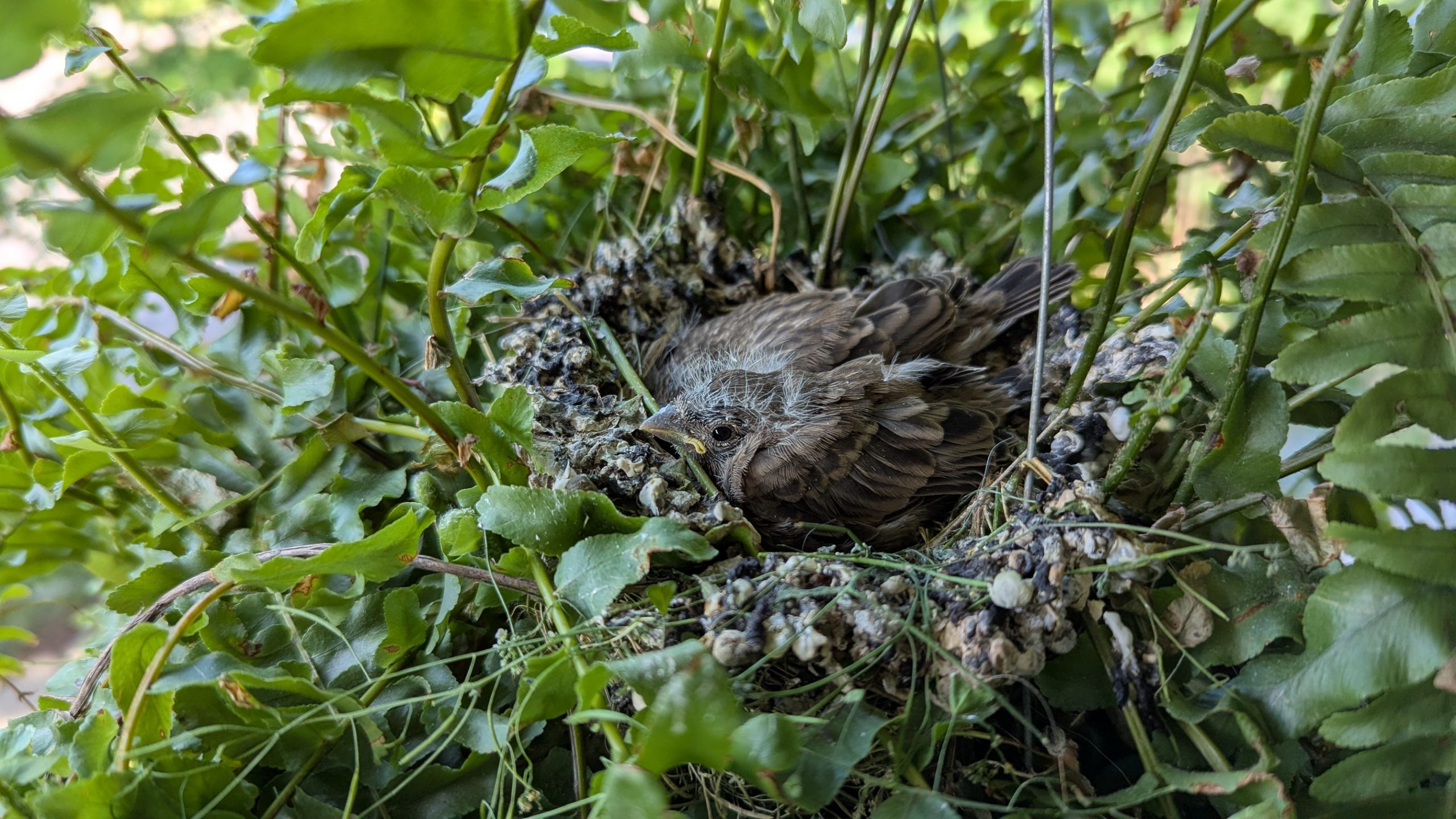 House Finch nestlings in a potted fern, about to become fledglings.