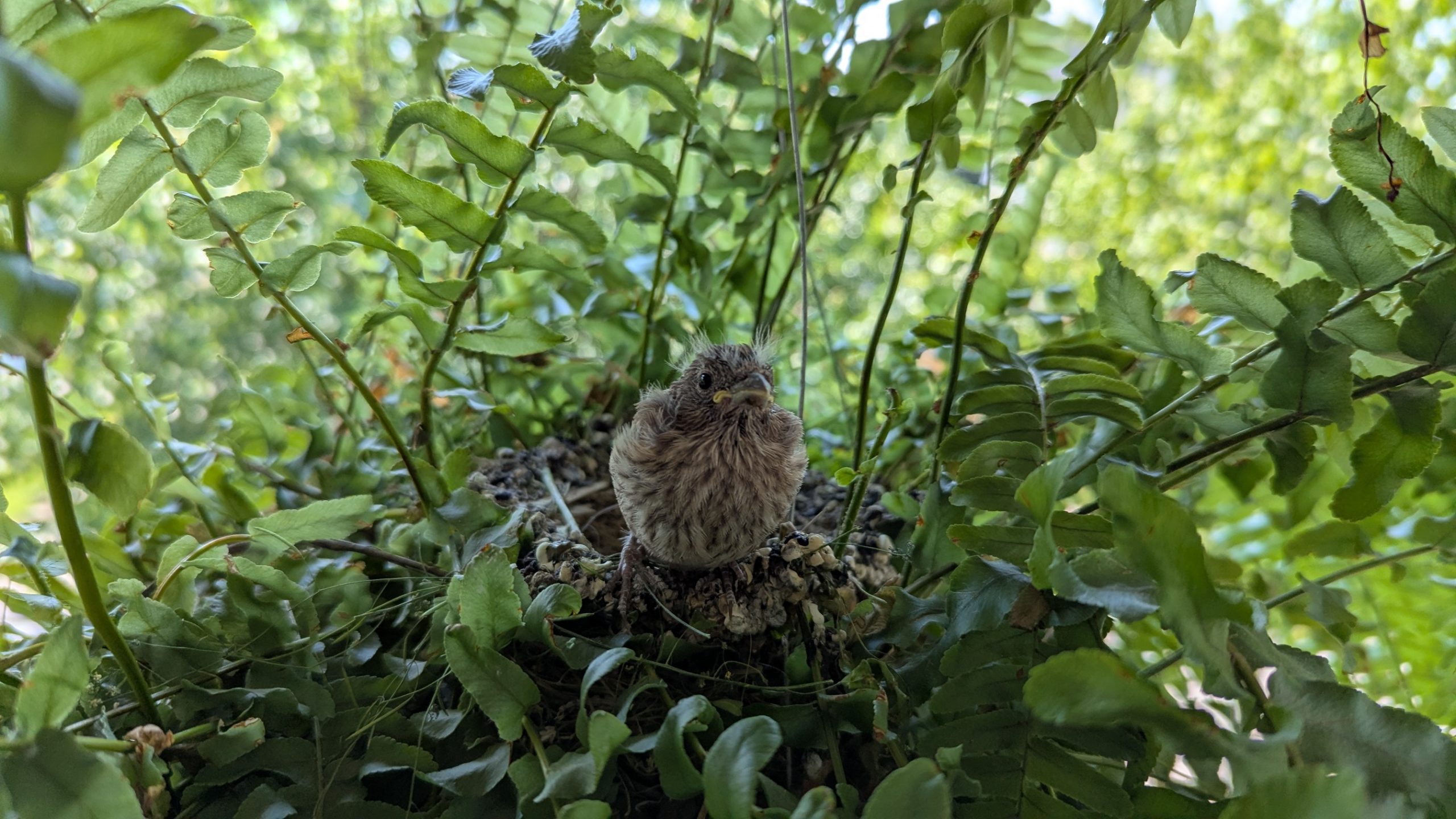 A house finch nestling perched on the edge of its nest, on the verge of becoming a fledgling.