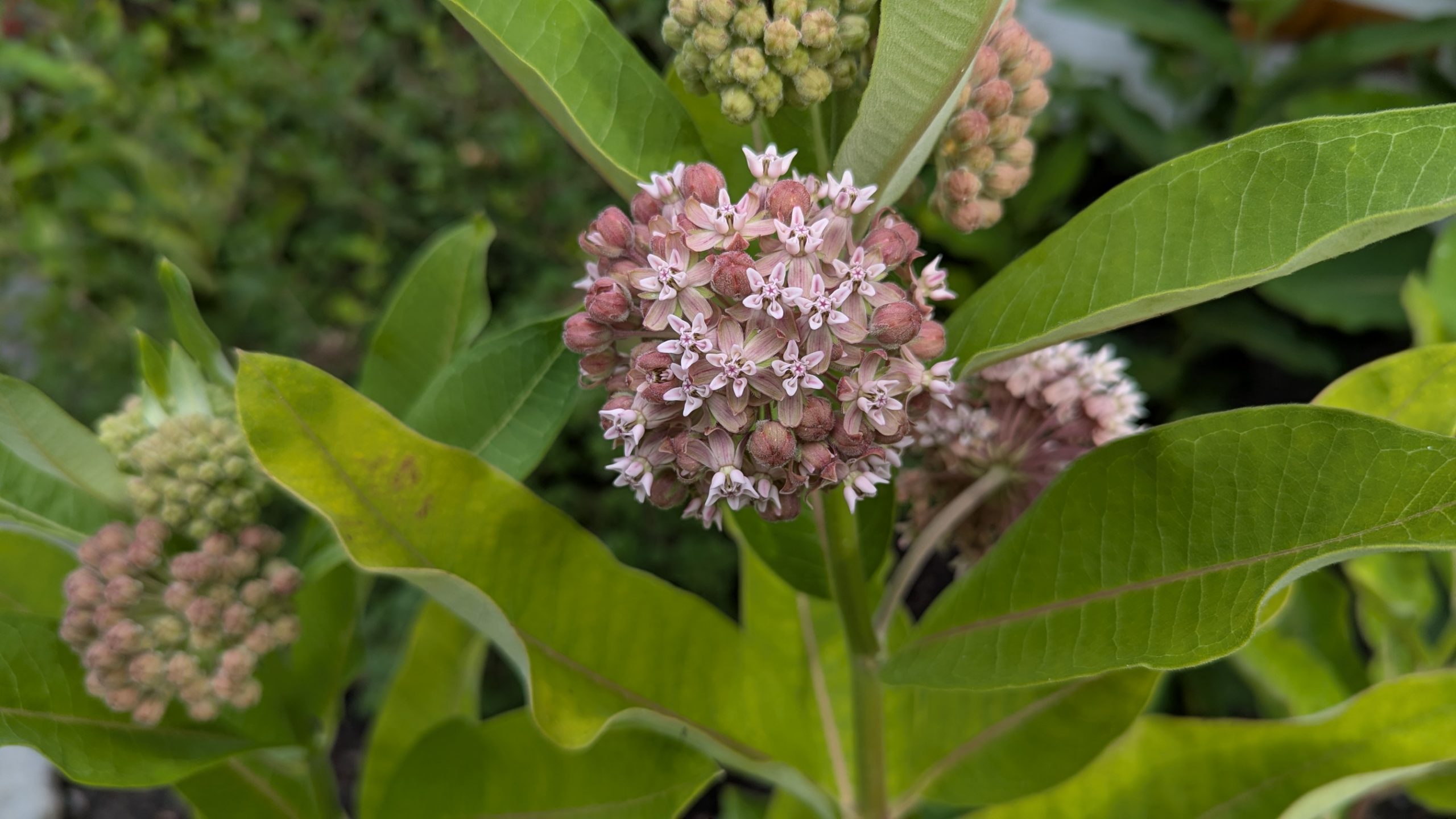 Milkweed blossom.