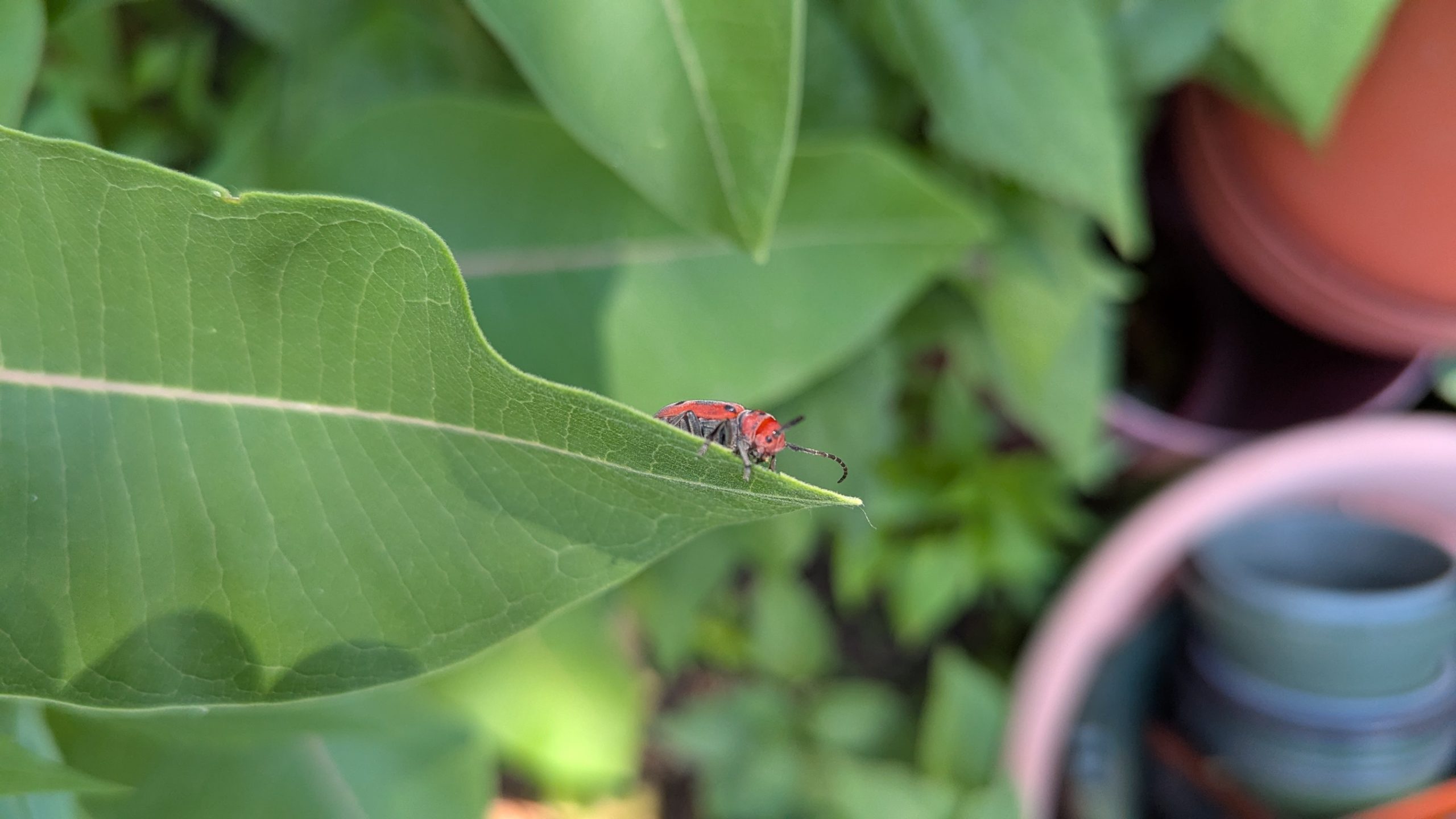Milkweed Beetle on a Milkweed plant.