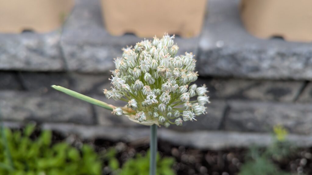 An onion blossom, in our backyard garden.