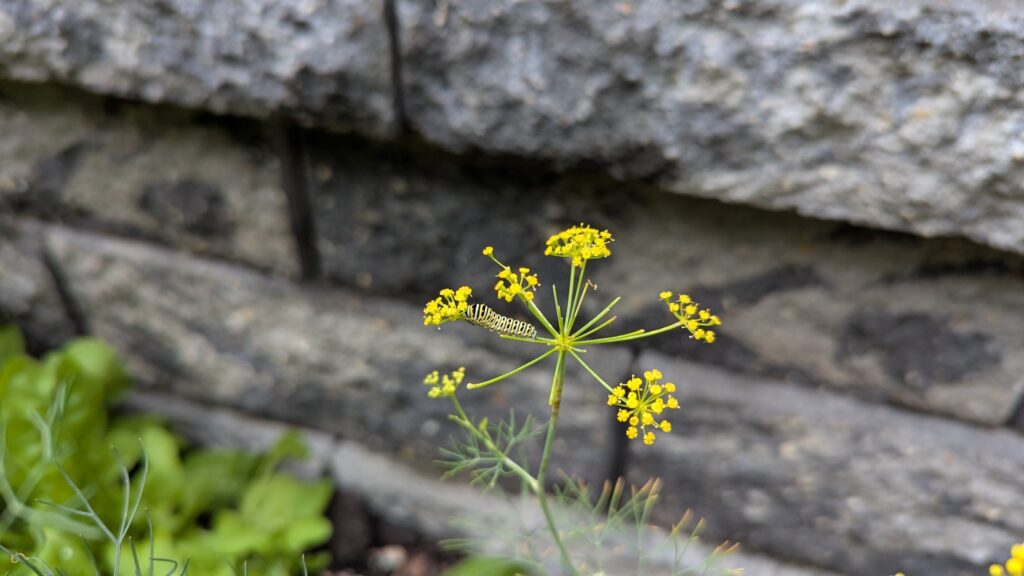A Black Swallowtail butterfly caterpillar on a dill plant. 