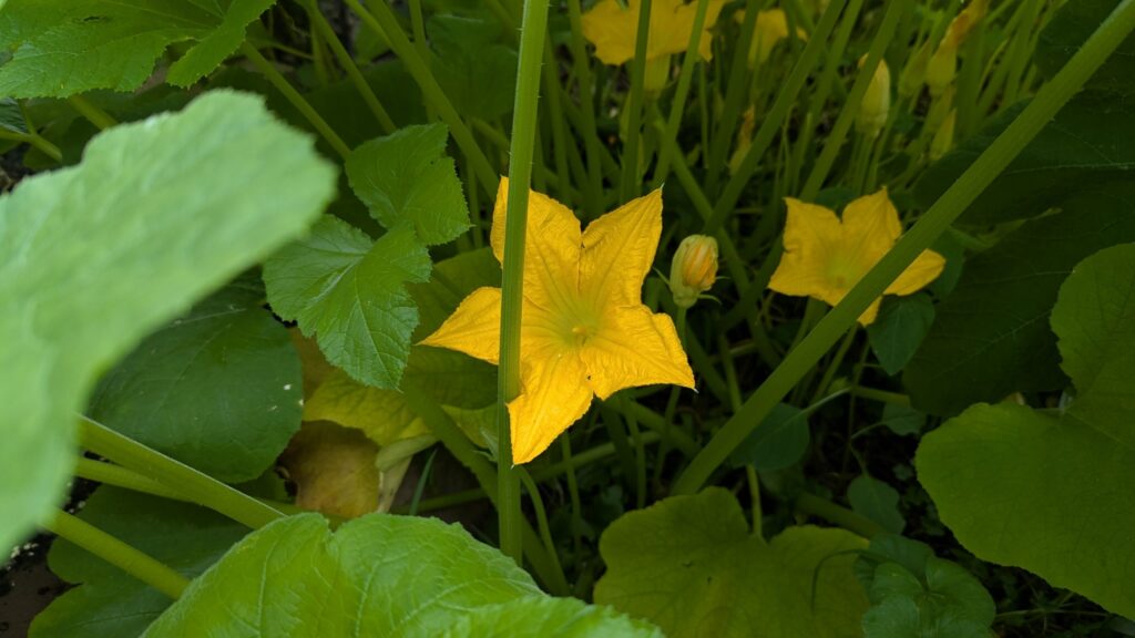 Zucchini blossoms in the plant which is slowly taking over our back yard.