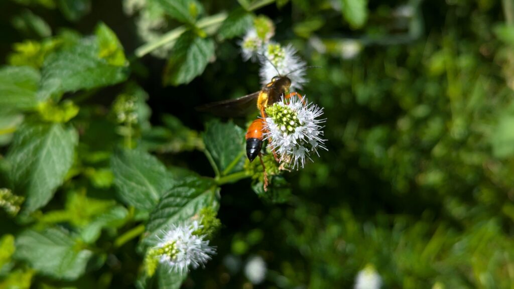Great Golden Digger Wasp (Sphex ichneumoneus) on a mint blossom