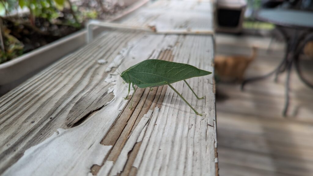 A katydid on the rail of our porch.