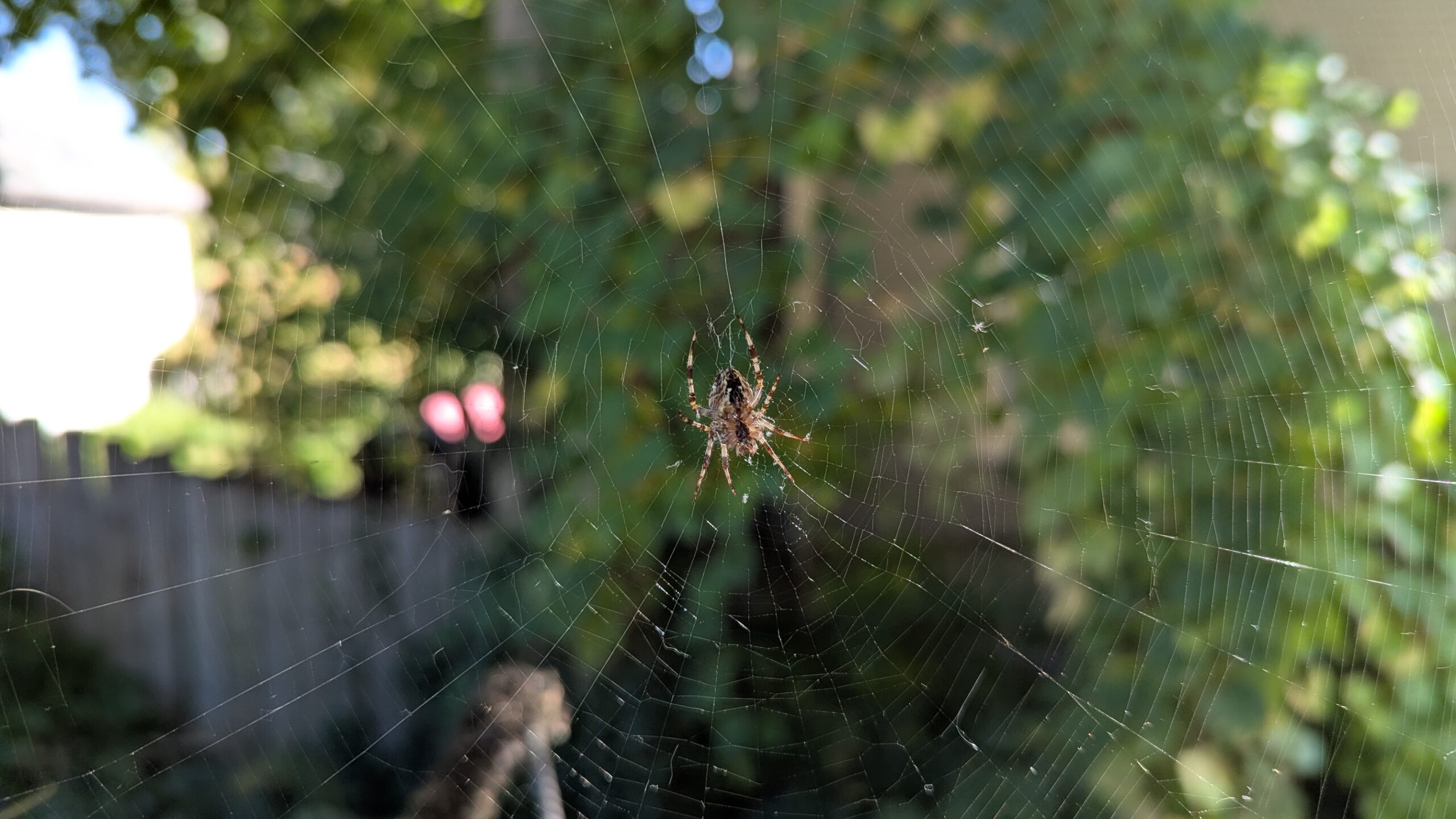 A Cross Orb Weaver spider (Araneus diadematus) warming herself on our back porch.