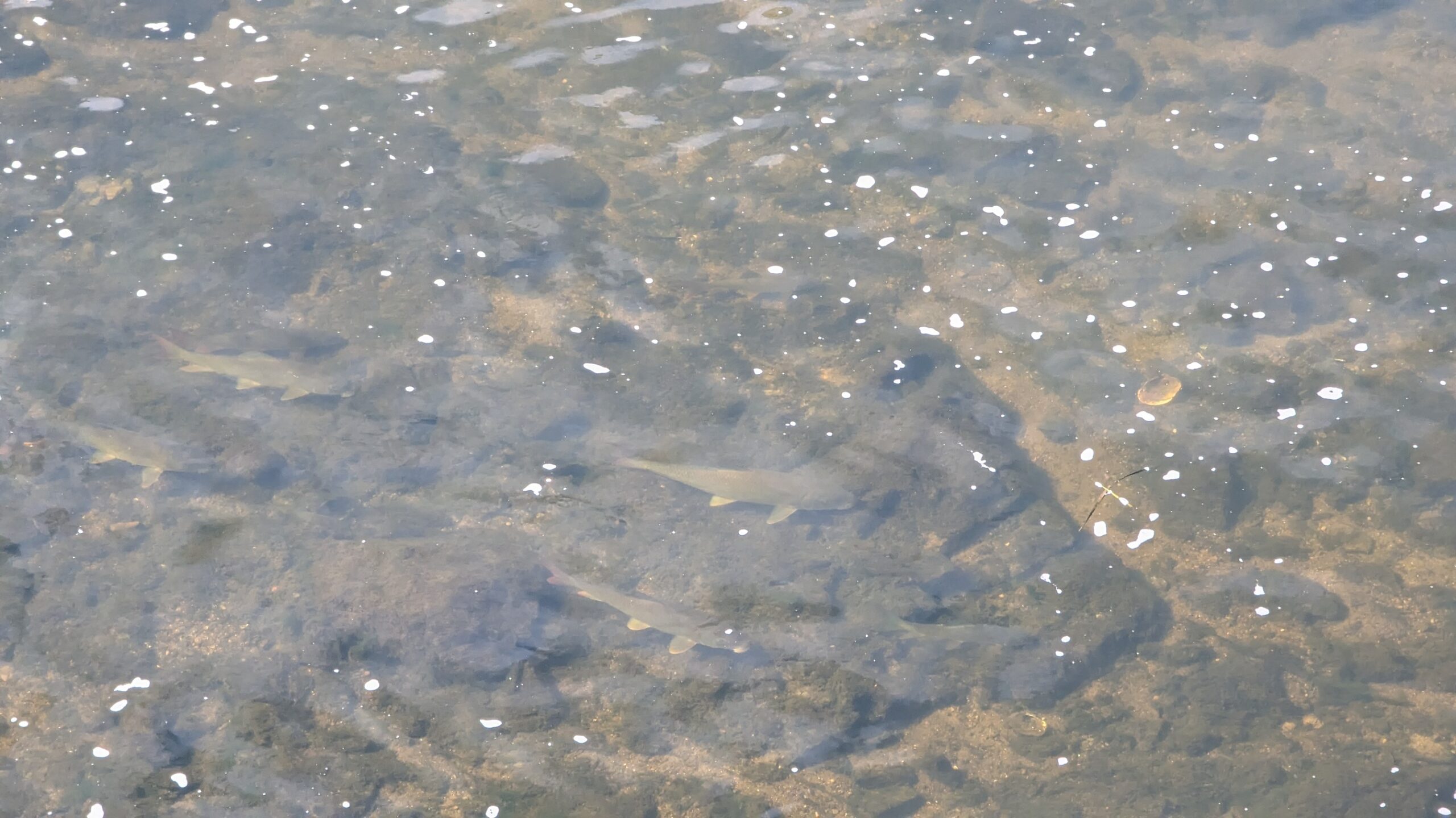 Carp at the bottom of the Grand River in downtown Grand Rapids, Michigan.