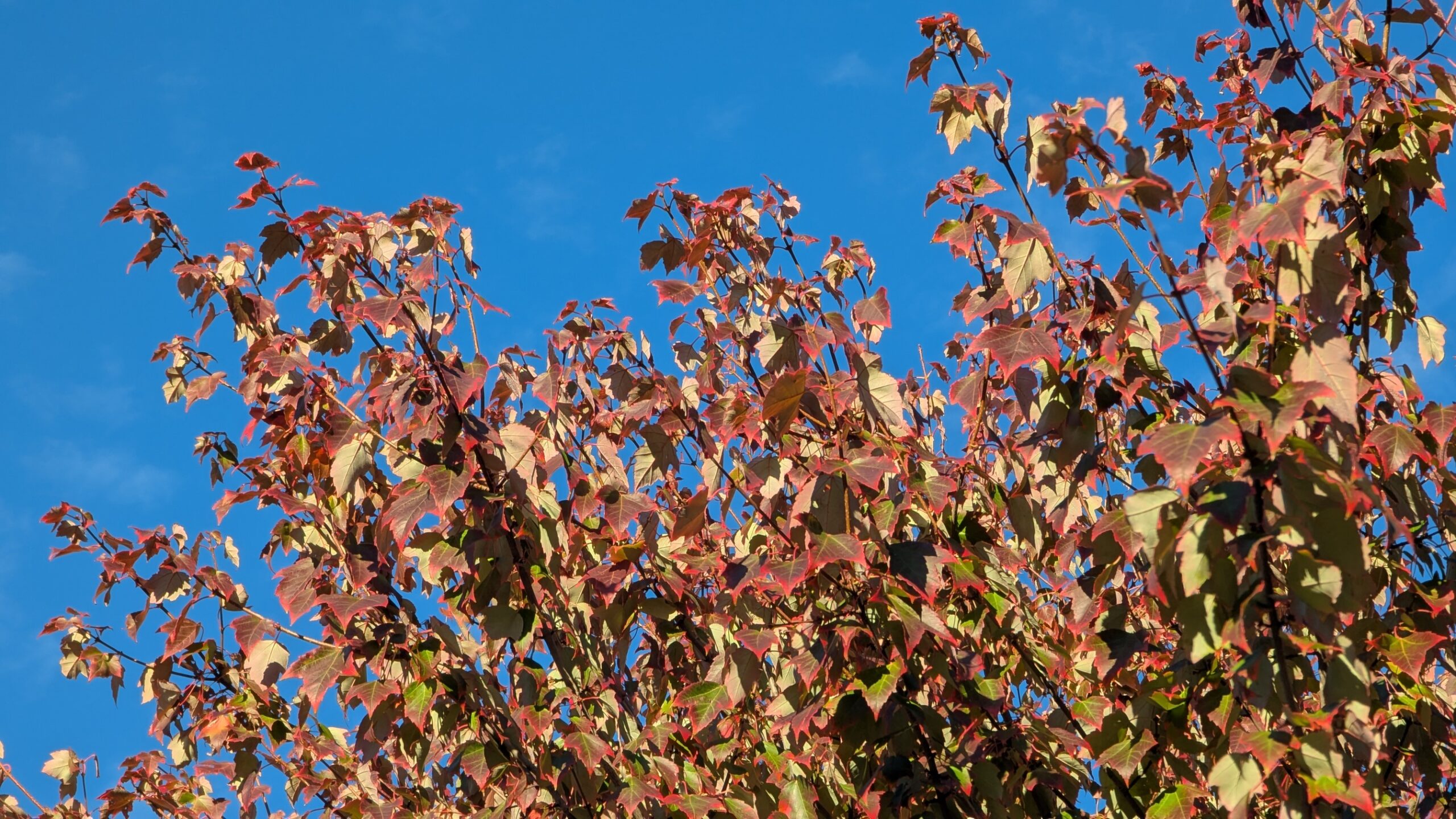 Red Maple leaves, just turning their fall colors, in the morning sun, against a clear blue sky.