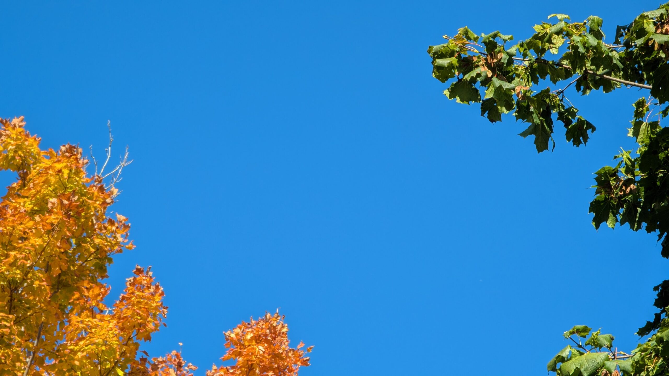 Trees against a clear blue October sky