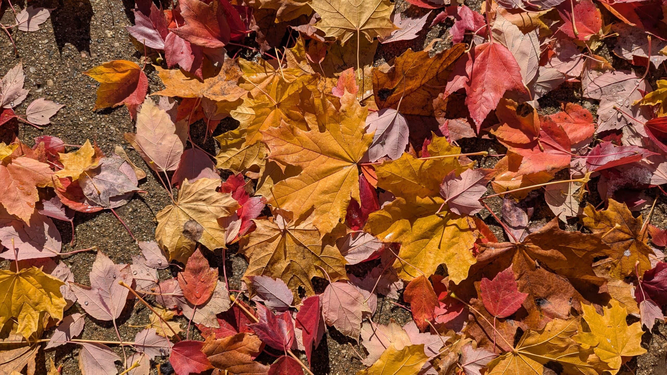 Red Maple leaves displaying autumn colors, scattered on a sidewalk.