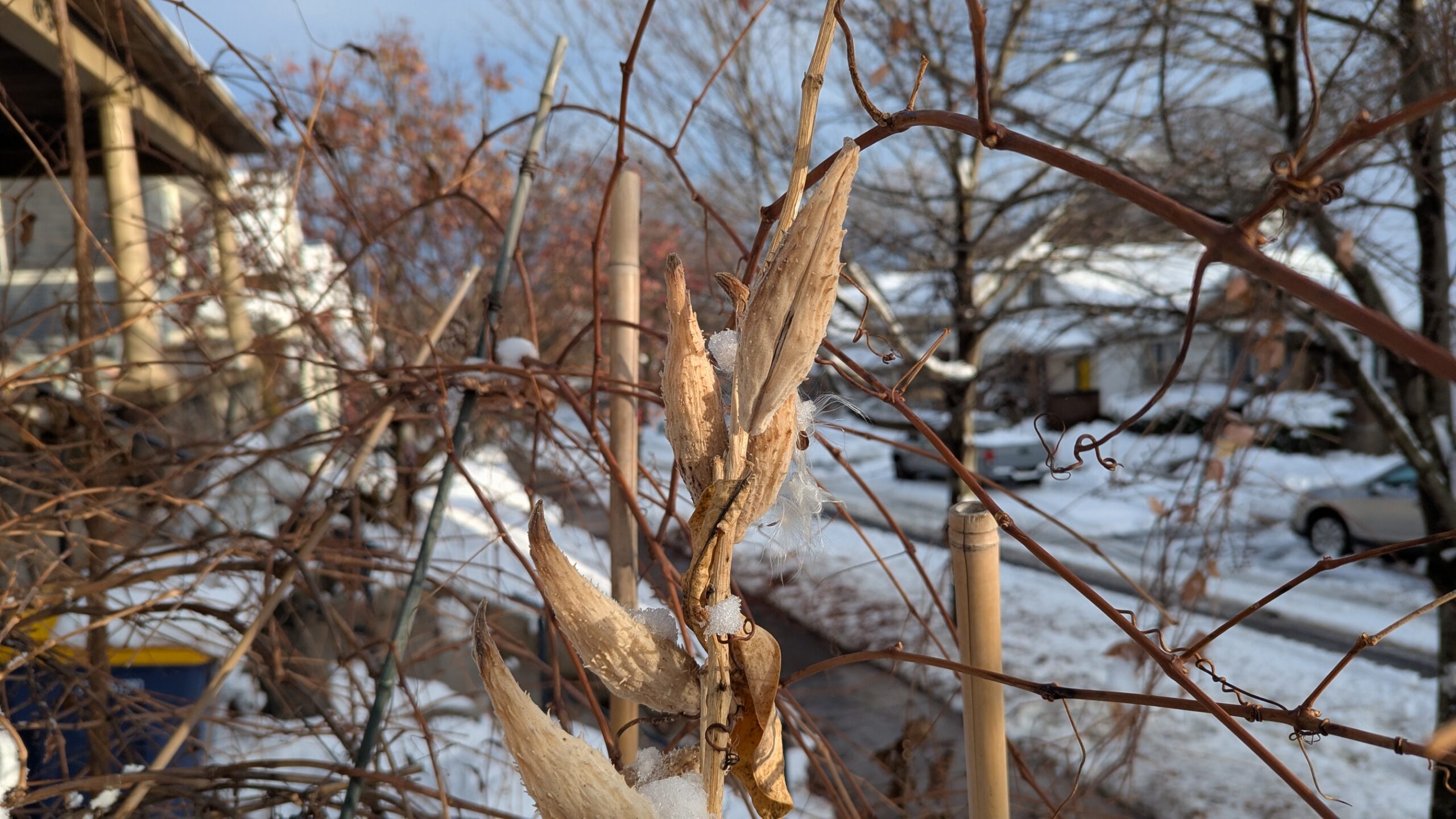 Milkweed pods in the snow.