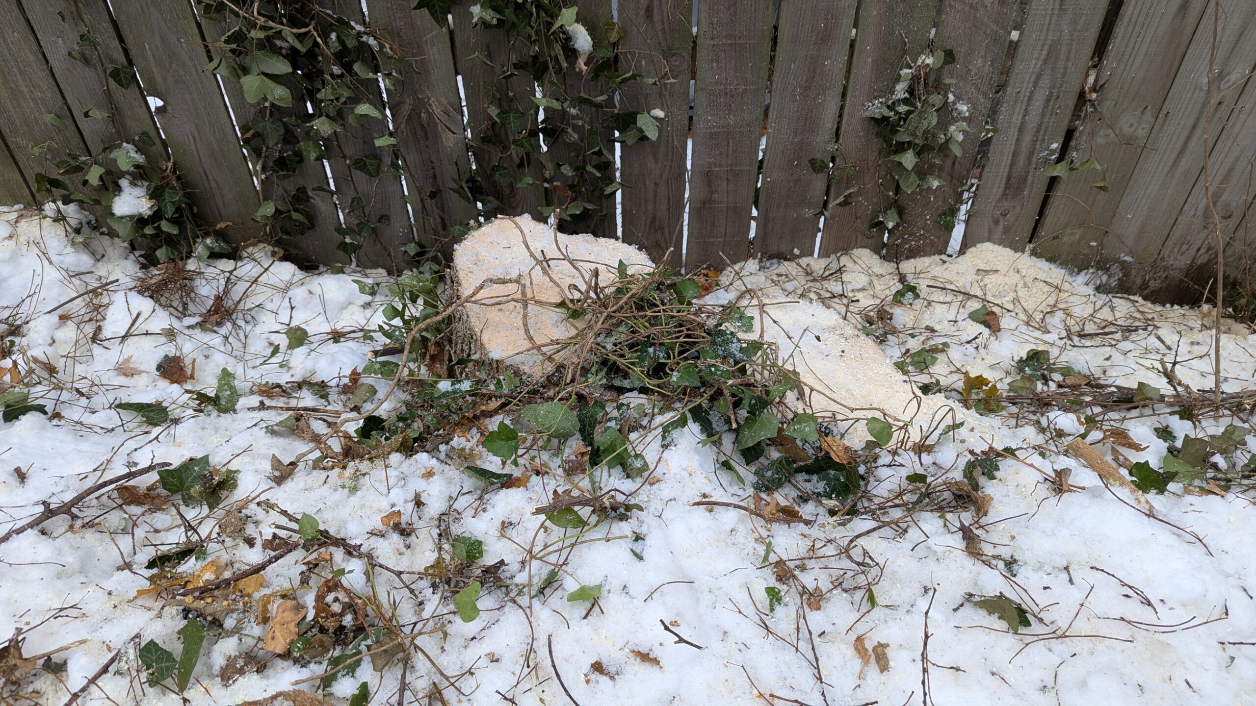 Two tree stumps in the snow, backed by an old wooden fence.
