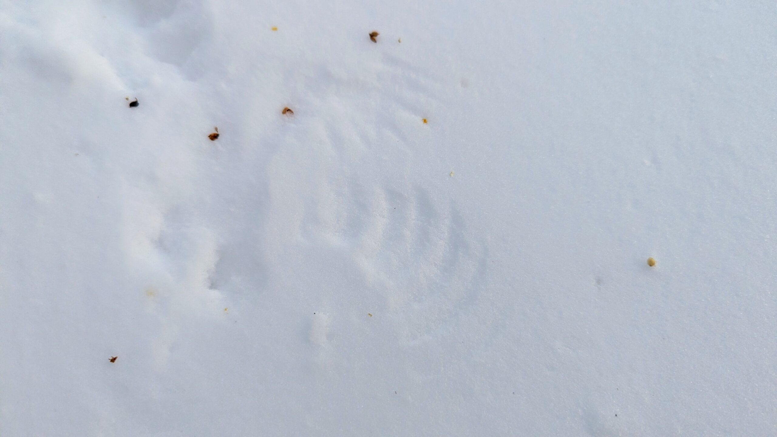 Sparrow wing tracks in the snow.