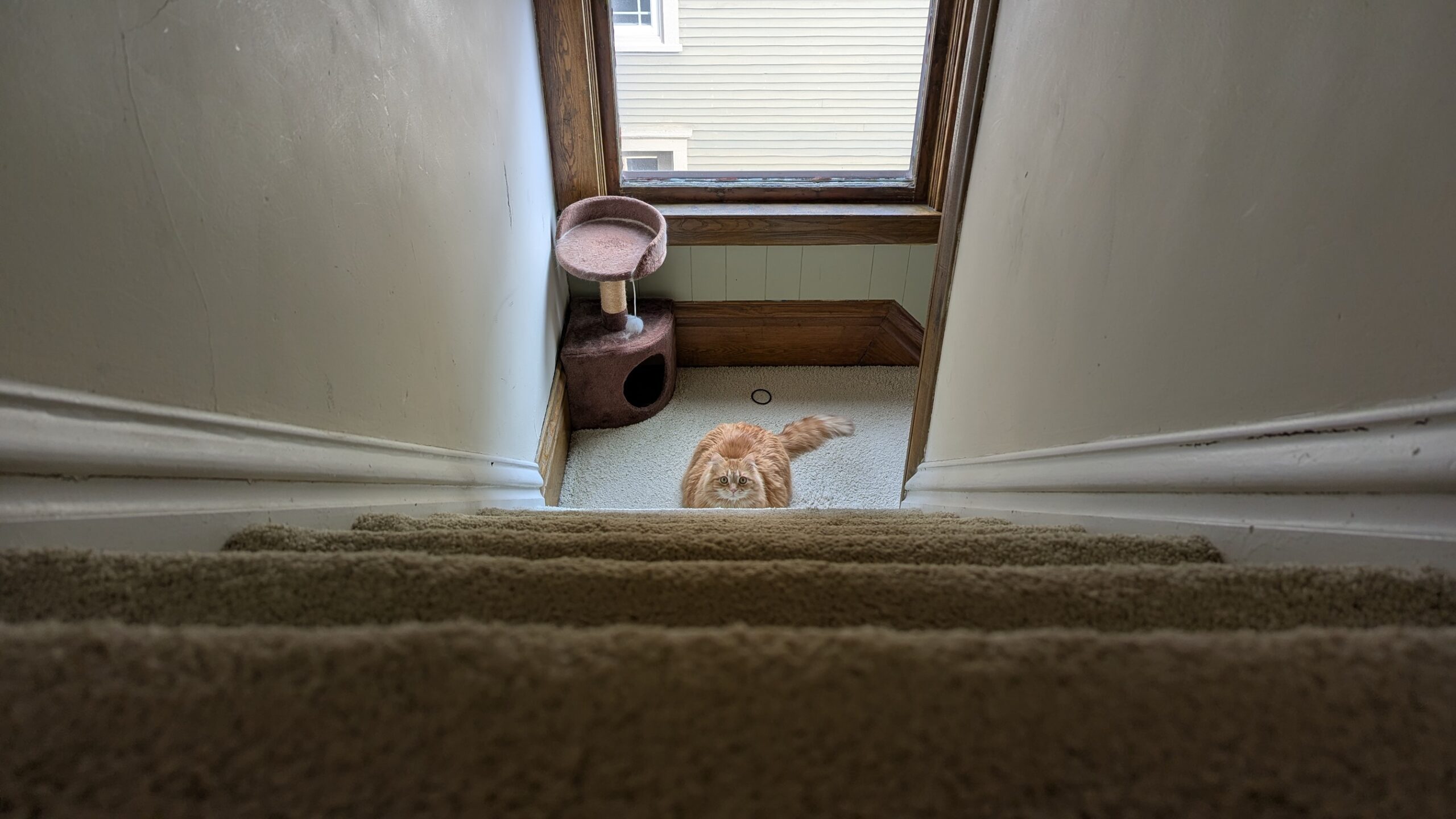 Pepper, anticipating mischief.