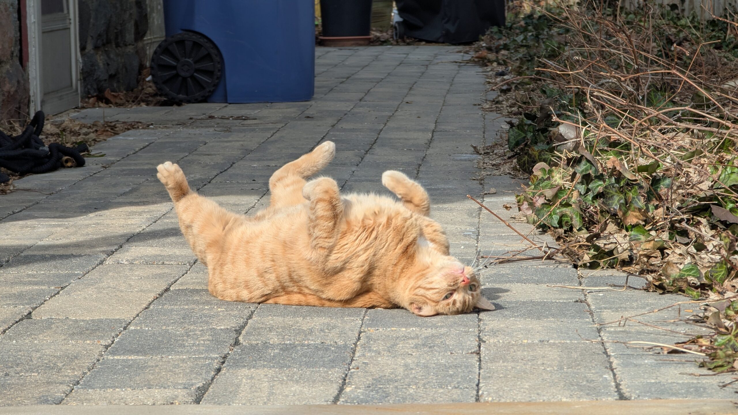 Poe enjoying the first warm, sunny day of the year.