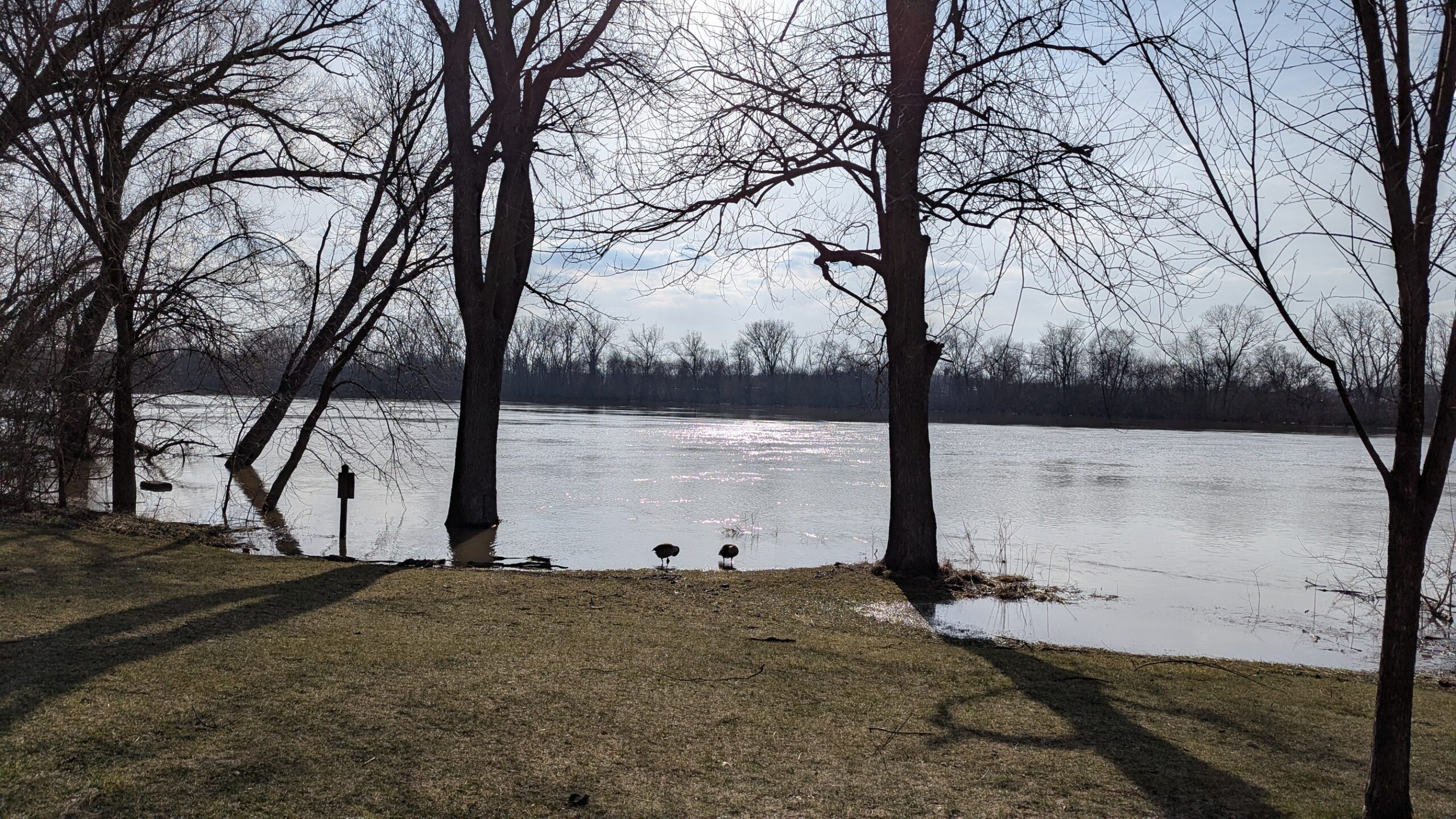 A pair of geese on the Grand River at Riverside Park in Grand Rapids, Michigan